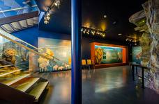 Museum Ladin Ursus ladinicus - Piano inferiore - Grotta dell'orso