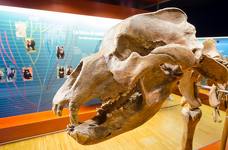Museum Ladin Ursus ladinicus - Piano superiore - Fossili