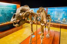 Museum Ladin Ursus ladinicus - Piano superiore - Fossili