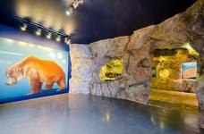 Museum Ladin Ursus ladinicus - Piano inferiore - Grotta dell'orso