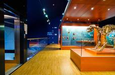 Museum Ladin Ursus ladinicus - Obergeschoss - Fossilien